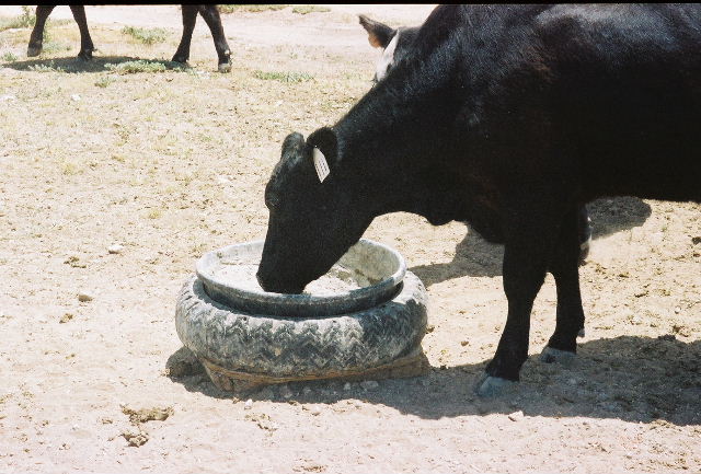 Image of cow consuming CRLRC "Corona Ranch" Mineral
