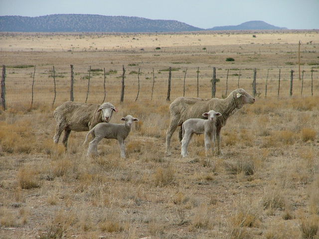 New lamb crop