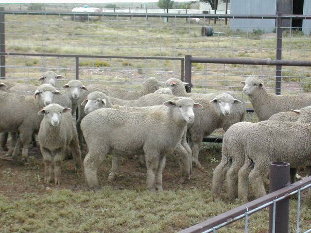 Weaning 2005: Whiteface lamb crop
