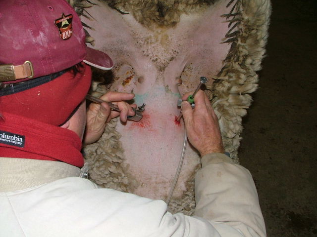 Laproscopic artificial insemination of a ewe