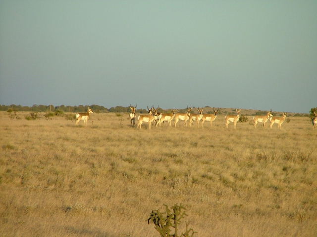 A herd of pronghorn