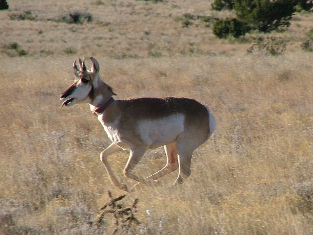 Just released pronghorn