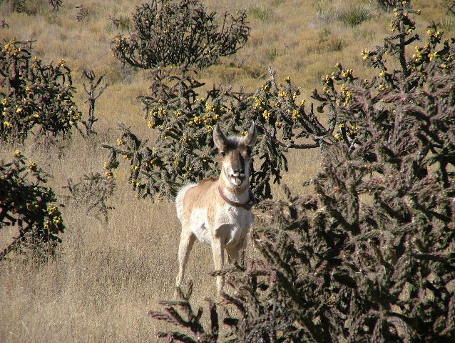 A pronghorn with its new collar