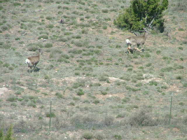 Two bucks spotted during aerial survey