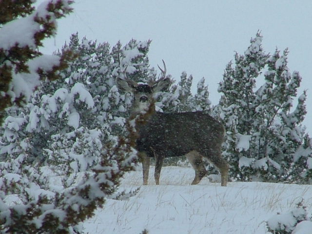 Mule deer buck in the snow