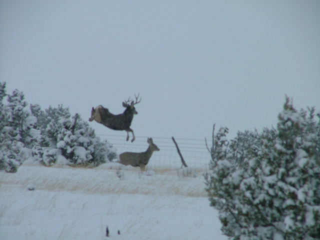 Mule deer buck jumping a fence