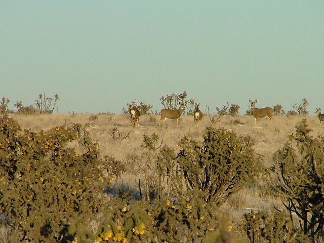 Does and yearling grazing a cactus flat