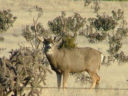 Corona Mule Deer
